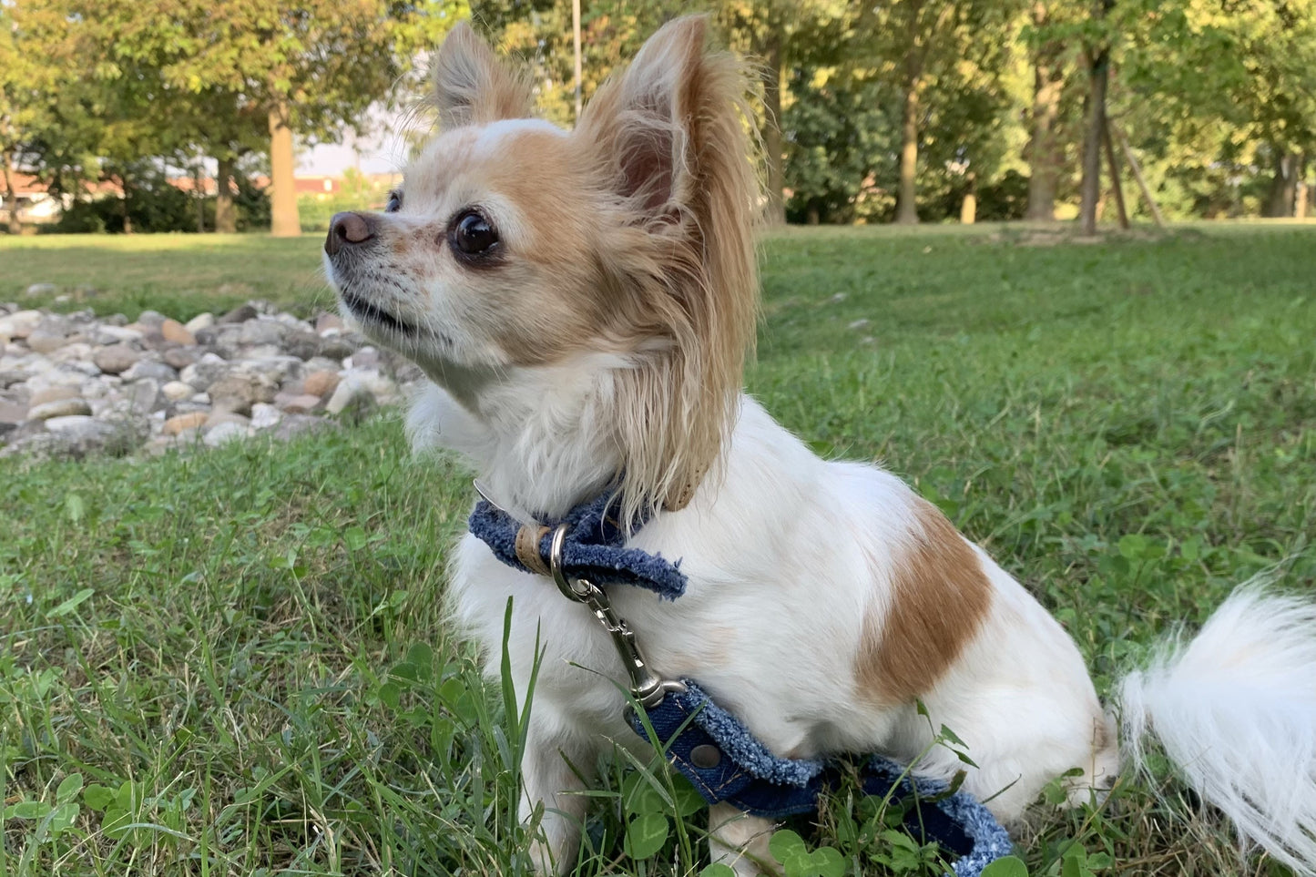 Guinzaglio "Blu" - jeans